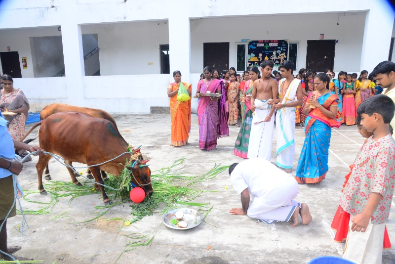 Pongal Celebration 2024